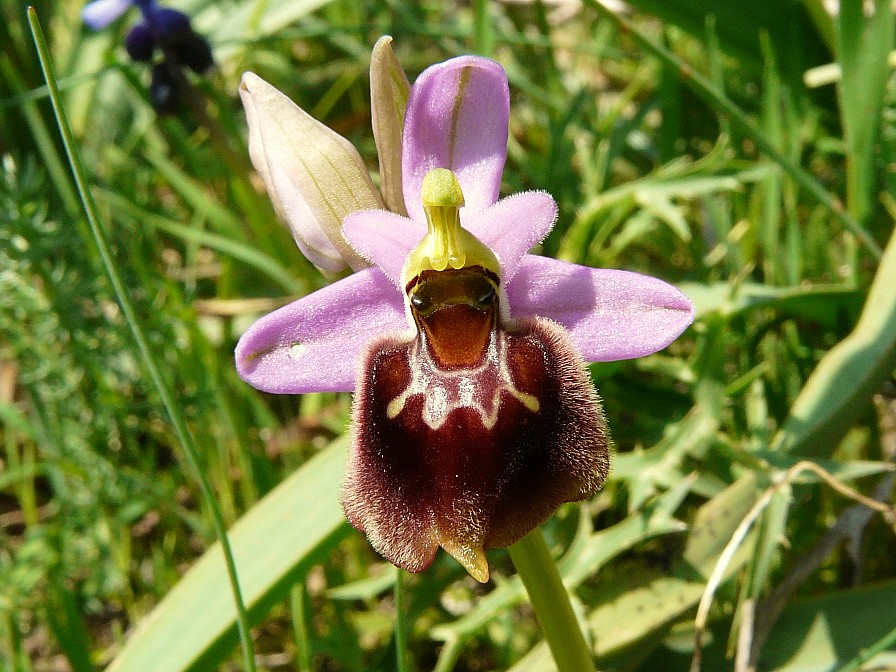 Ophrys x montis-angeli(tenthrediniferaxbiscutella)